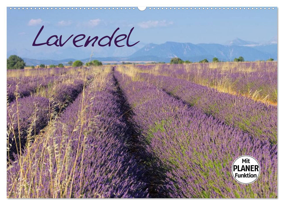 Lavendel (CALVENDO Wandkalender 2026)
