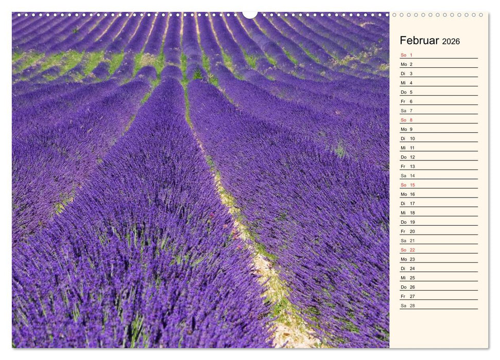 Lavendel (CALVENDO Wandkalender 2026)