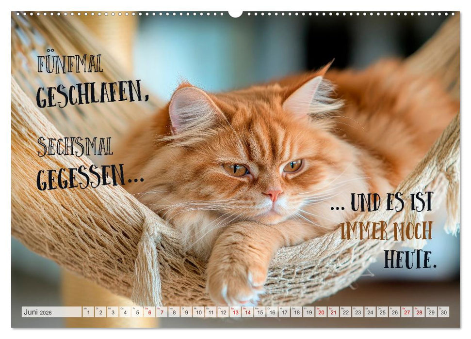 Katzenlogik - Wenn Blicke miauen könnten (CALVENDO Wandkalender 2026)