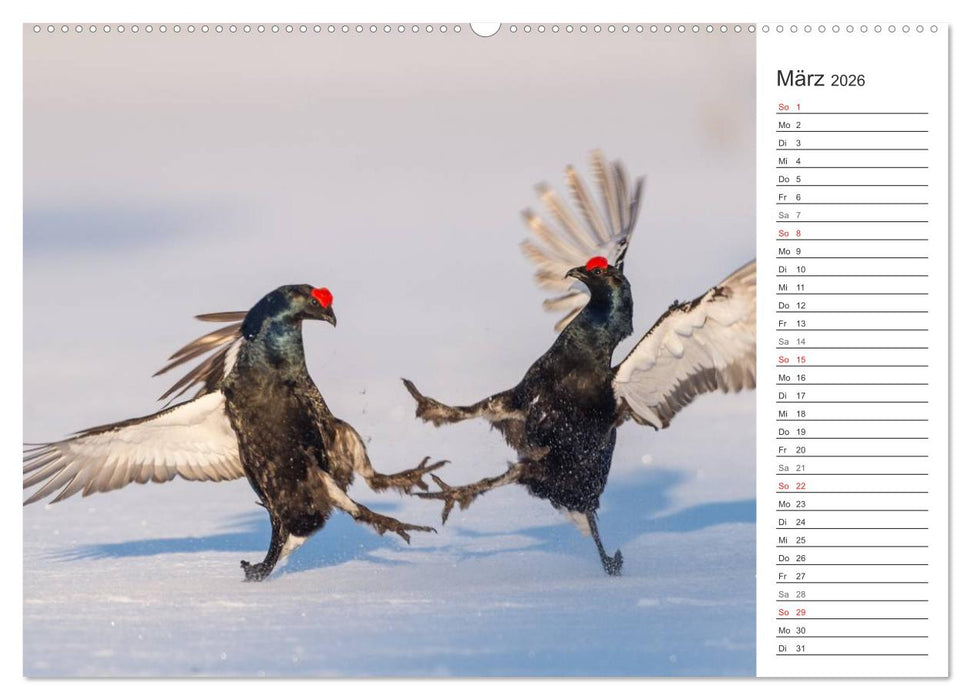 Emotionale Momente: Wild und Jagd. (CALVENDO Premium Wandkalender 2026)