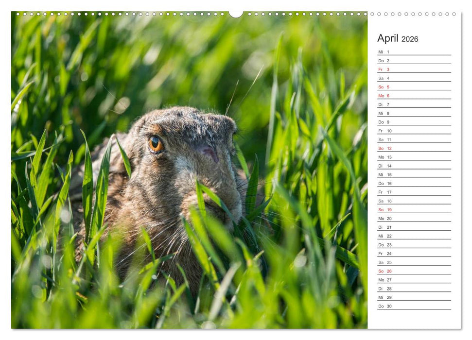 Emotionale Momente: Wild und Jagd. (CALVENDO Premium Wandkalender 2026)