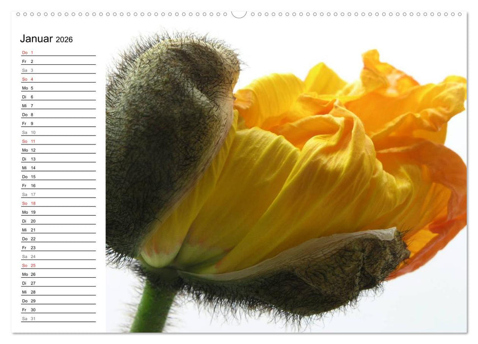 Mohn im Porträt (CALVENDO Premium Wandkalender 2026)
