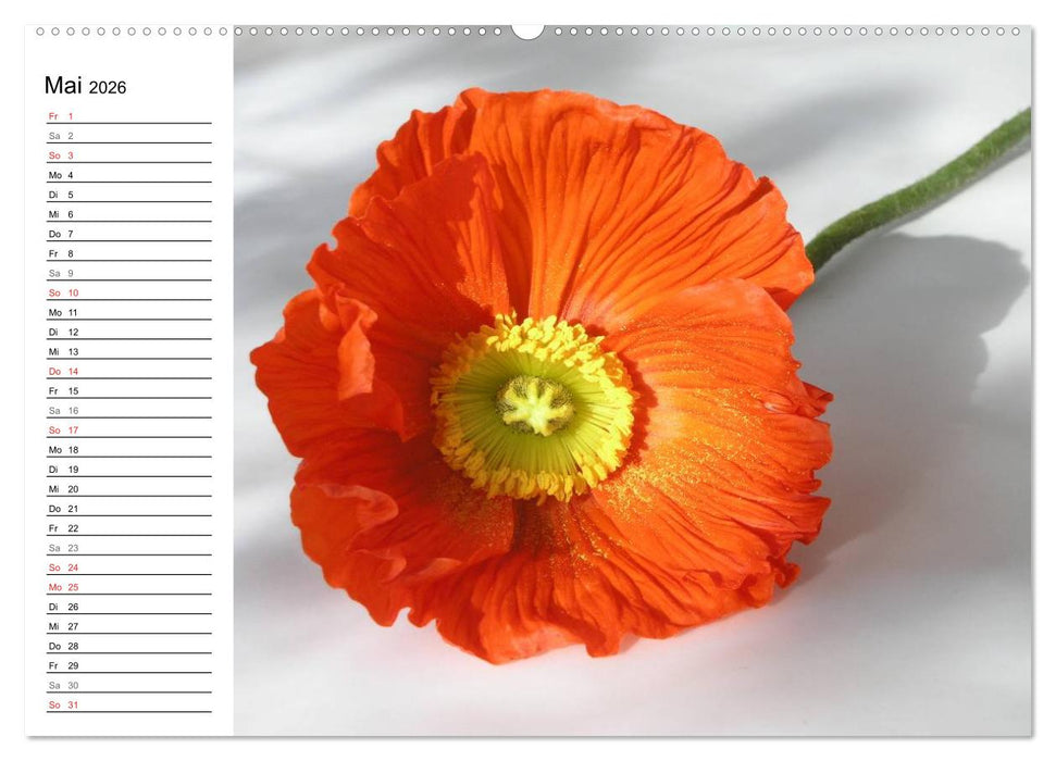 Mohn im Porträt (CALVENDO Premium Wandkalender 2026)