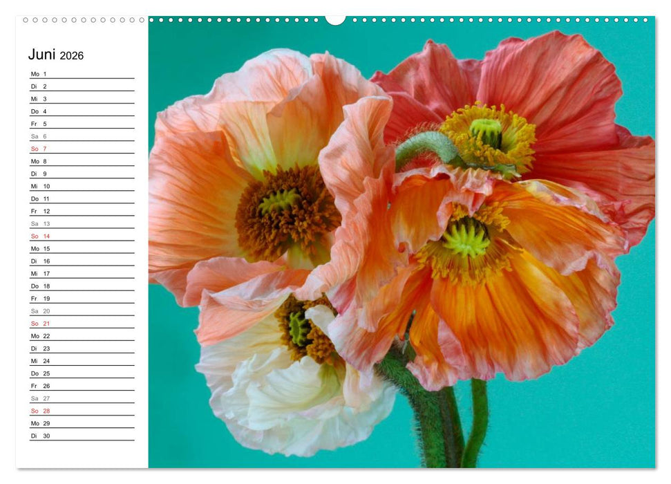 Mohn im Porträt (CALVENDO Premium Wandkalender 2026)