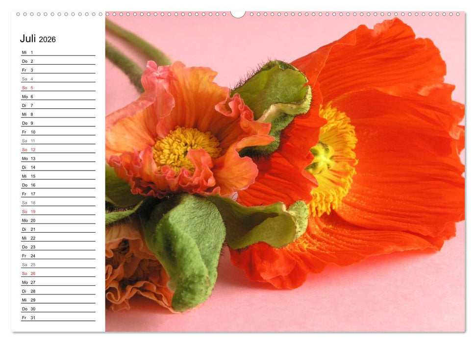 Mohn im Porträt (CALVENDO Premium Wandkalender 2026)