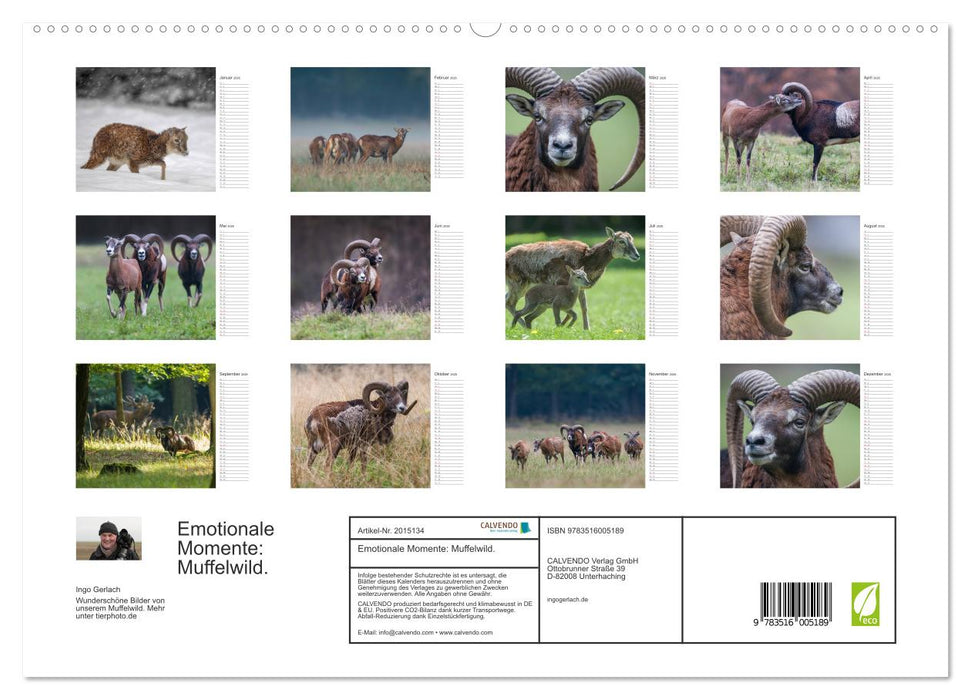 Emotionale Momente: Muffelwild. (CALVENDO Premium Wandkalender 2026)
