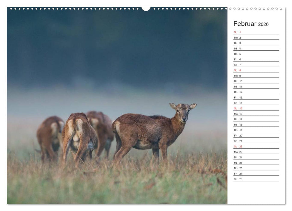 Emotionale Momente: Muffelwild. (CALVENDO Premium Wandkalender 2026)