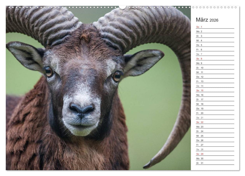 Emotionale Momente: Muffelwild. (CALVENDO Premium Wandkalender 2026)