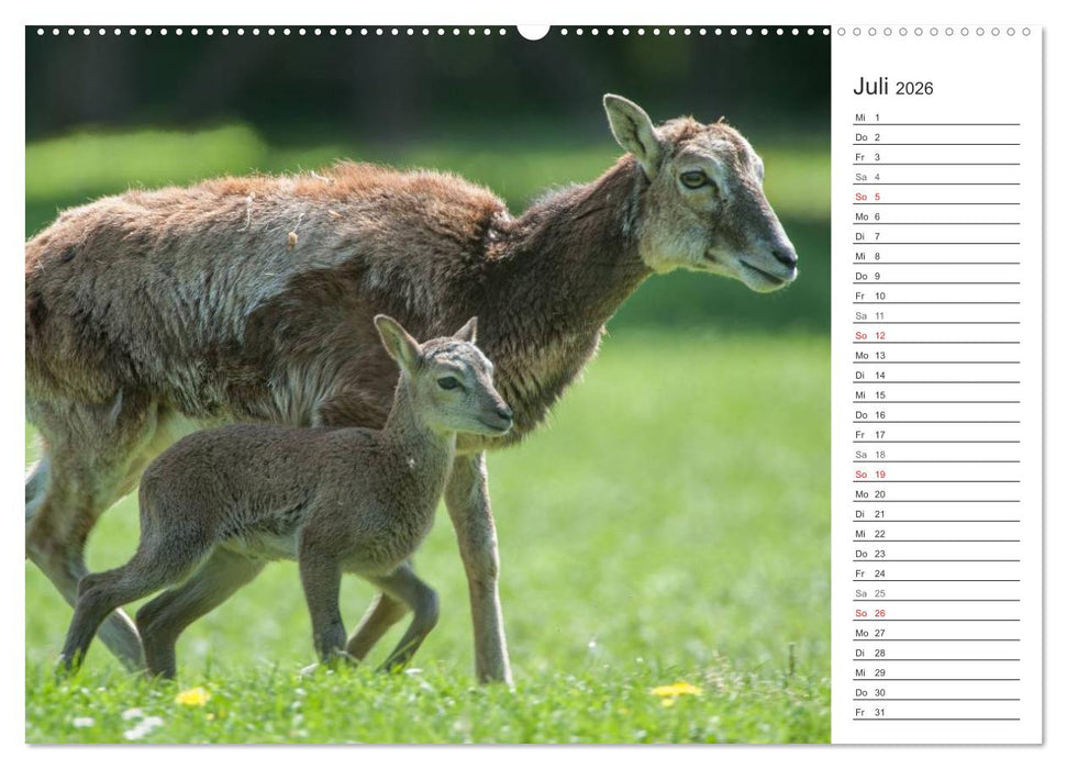Emotionale Momente: Muffelwild. (CALVENDO Premium Wandkalender 2026)