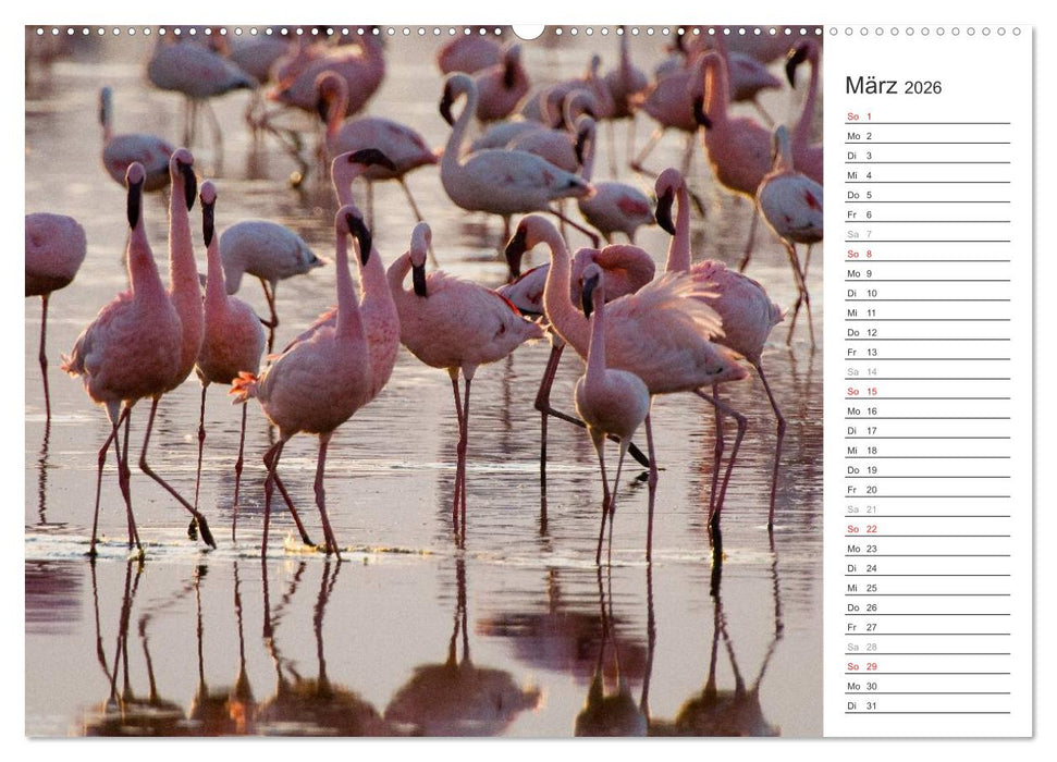 Flamingo Impressionen 2026 (CALVENDO Wandkalender 2026)