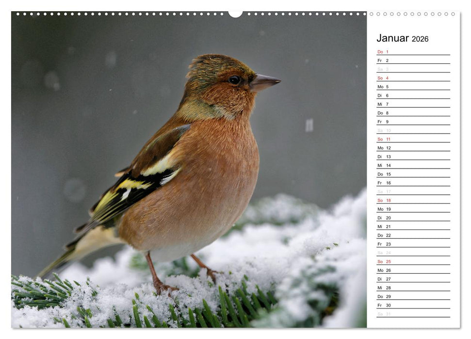 Unsere heimischen Gartenvögel (CALVENDO Premium Wandkalender 2026)