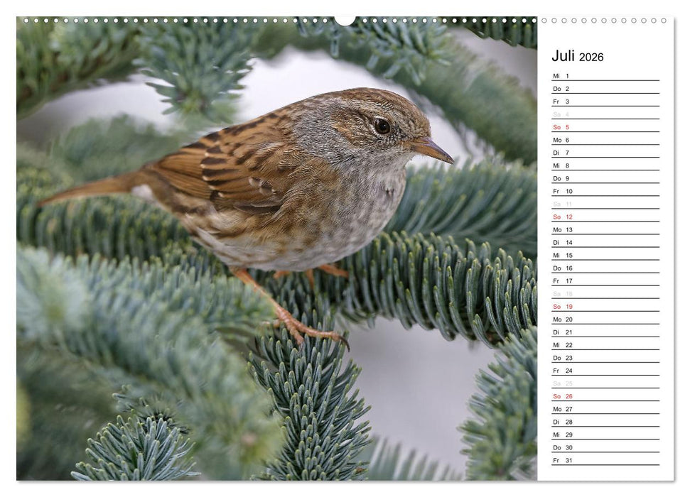 Unsere heimischen Gartenvögel (CALVENDO Premium Wandkalender 2026)