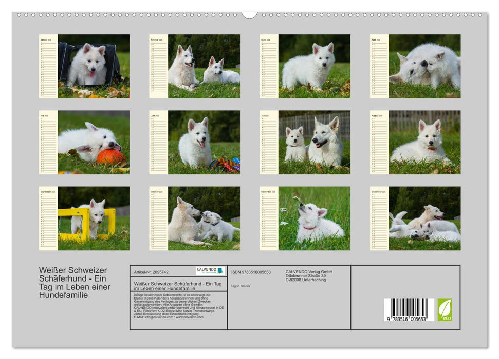 Weißer Schweizer Schäferhund - Ein Tag im Leben einer Hundefamilie (CALVENDO Premium Wandkalender 2026)