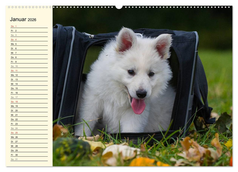 Weißer Schweizer Schäferhund - Ein Tag im Leben einer Hundefamilie (CALVENDO Premium Wandkalender 2026)