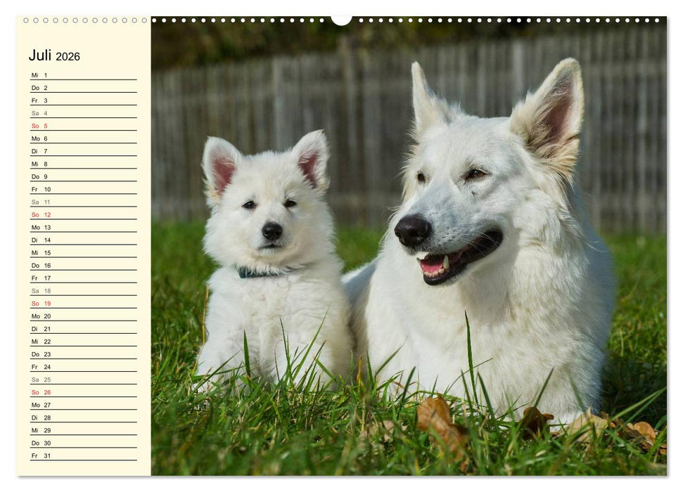 Weißer Schweizer Schäferhund - Ein Tag im Leben einer Hundefamilie (CALVENDO Premium Wandkalender 2026)