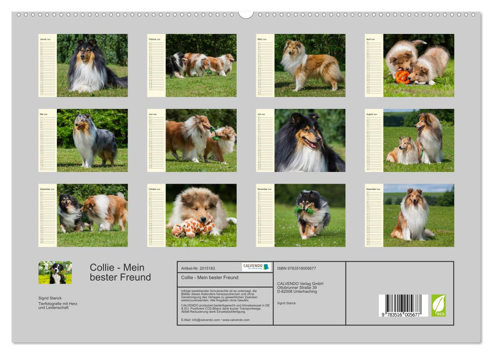 Collie - Mein bester Freund (CALVENDO Premium Wandkalender 2026)
