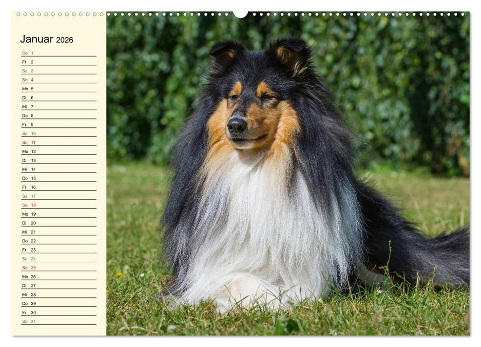 Collie - Mein bester Freund (CALVENDO Premium Wandkalender 2026)
