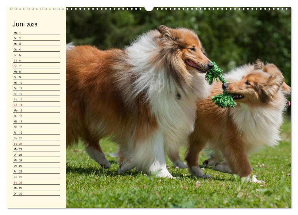 Collie - Mein bester Freund (CALVENDO Premium Wandkalender 2026)