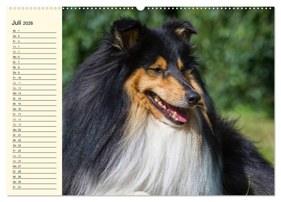 Collie - Mein bester Freund (CALVENDO Premium Wandkalender 2026)