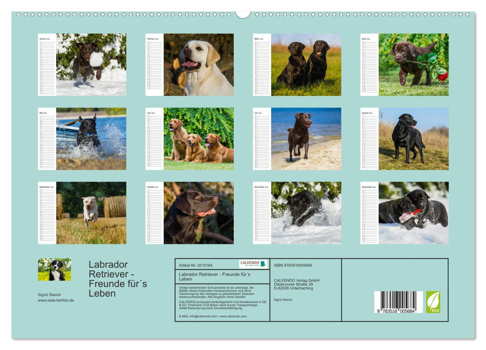 Labrador Retriever - Freunde für´s Leben (CALVENDO Premium Wandkalender 2026)