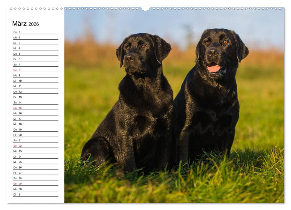 Labrador Retriever - Freunde für´s Leben (CALVENDO Premium Wandkalender 2026)