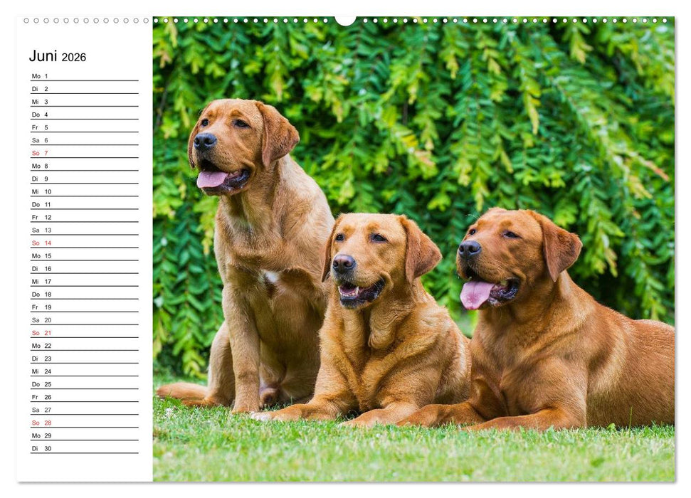 Labrador Retriever - Freunde für´s Leben (CALVENDO Premium Wandkalender 2026)