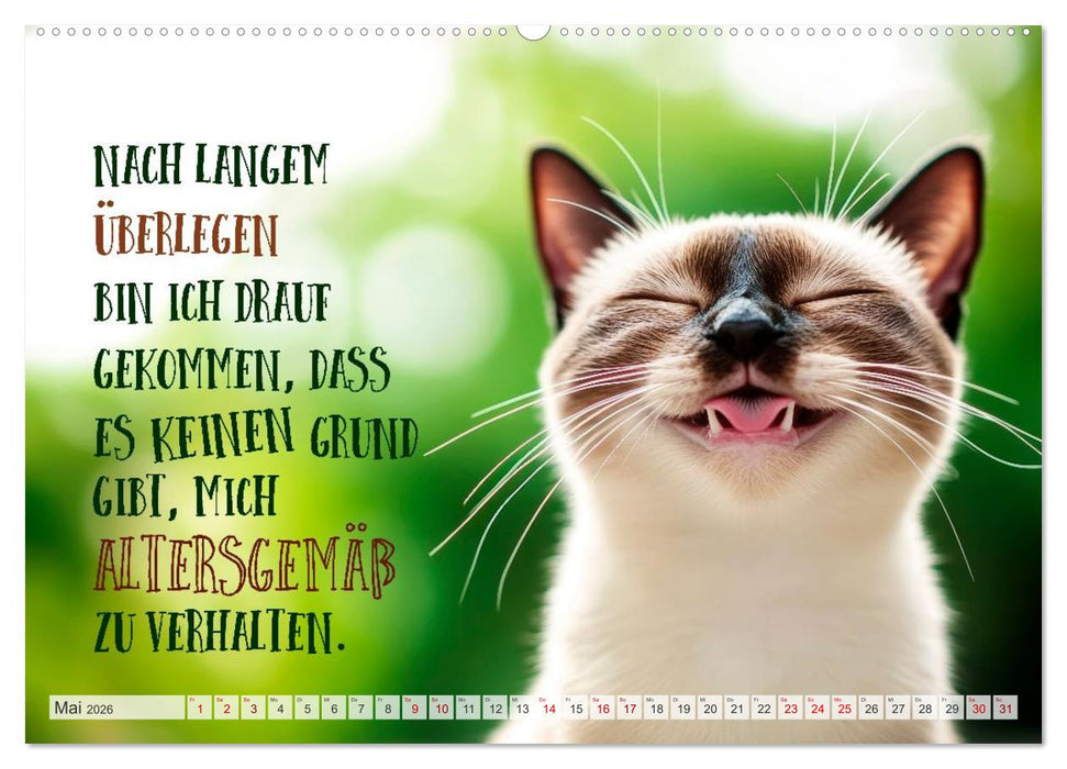 Katzenlogik - Wenn Blicke miauen könnten (CALVENDO Premium Wandkalender 2026)