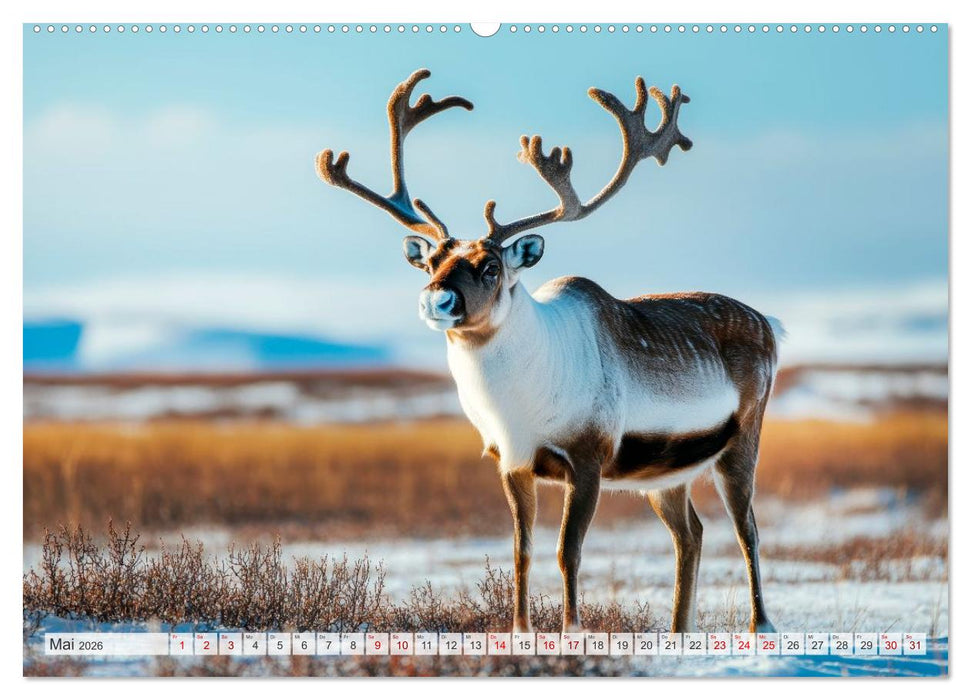ARKTISCHE TIERE Im Reich der Kälte (CALVENDO Premium Wandkalender 2026)