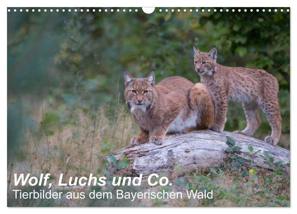 Wolf, Luchs und Co. - Tierbilder aus dem Bayerischen Wald (CALVENDO Wandkalender 2026)