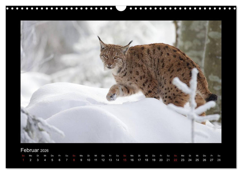 Wolf, Luchs und Co. - Tierbilder aus dem Bayerischen Wald (CALVENDO Wandkalender 2026)