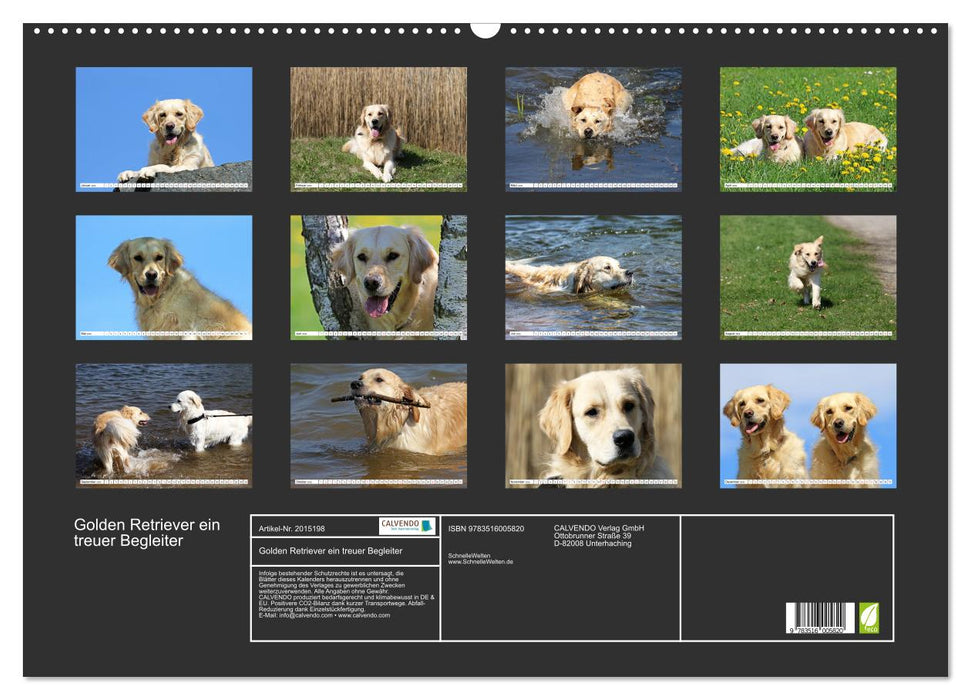 Golden Retriever ein treuer Begleiter (CALVENDO Wandkalender 2026)