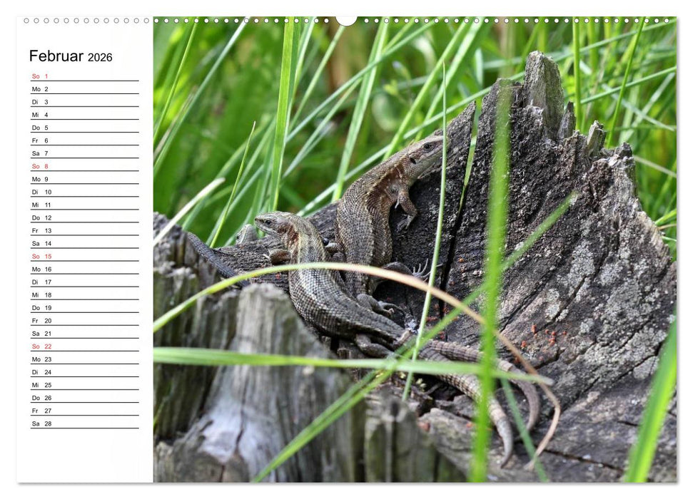Amphibien und Reptilien (CALVENDO Wandkalender 2026)