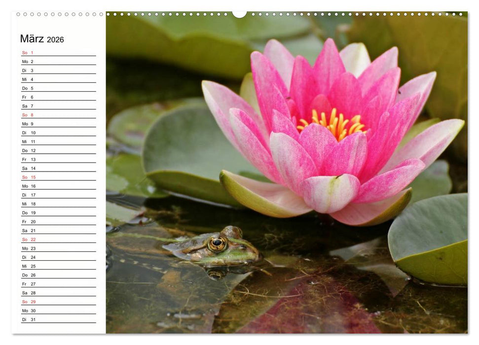Amphibien und Reptilien (CALVENDO Wandkalender 2026)