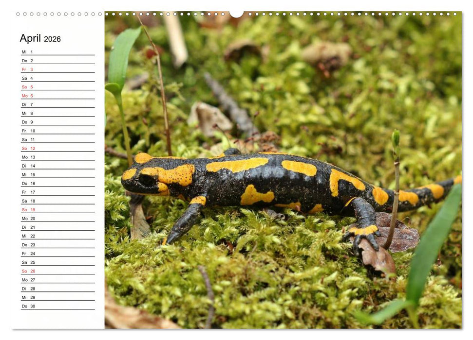 Amphibien und Reptilien (CALVENDO Wandkalender 2026)