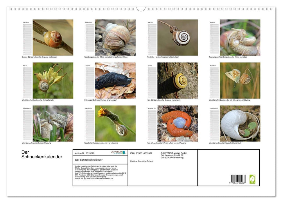 Der Schneckenkalender (CALVENDO Wandkalender 2026)