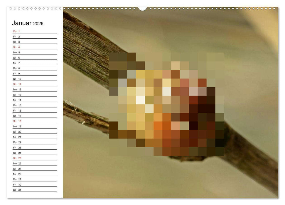 Der Schneckenkalender (CALVENDO Wandkalender 2026)