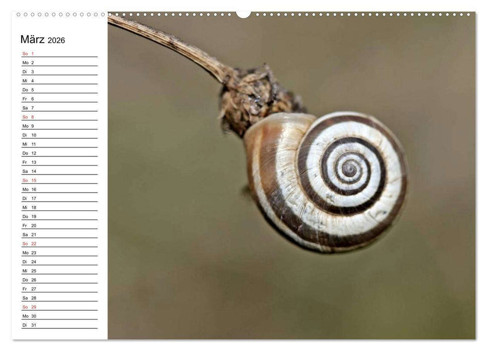 Der Schneckenkalender (CALVENDO Wandkalender 2026)