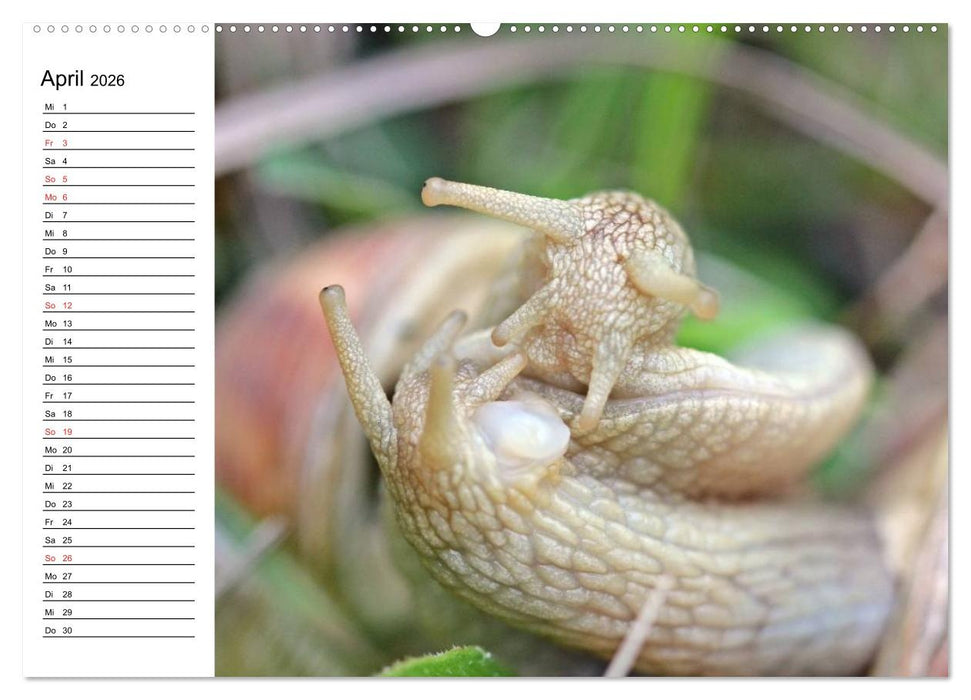 Der Schneckenkalender (CALVENDO Wandkalender 2026)