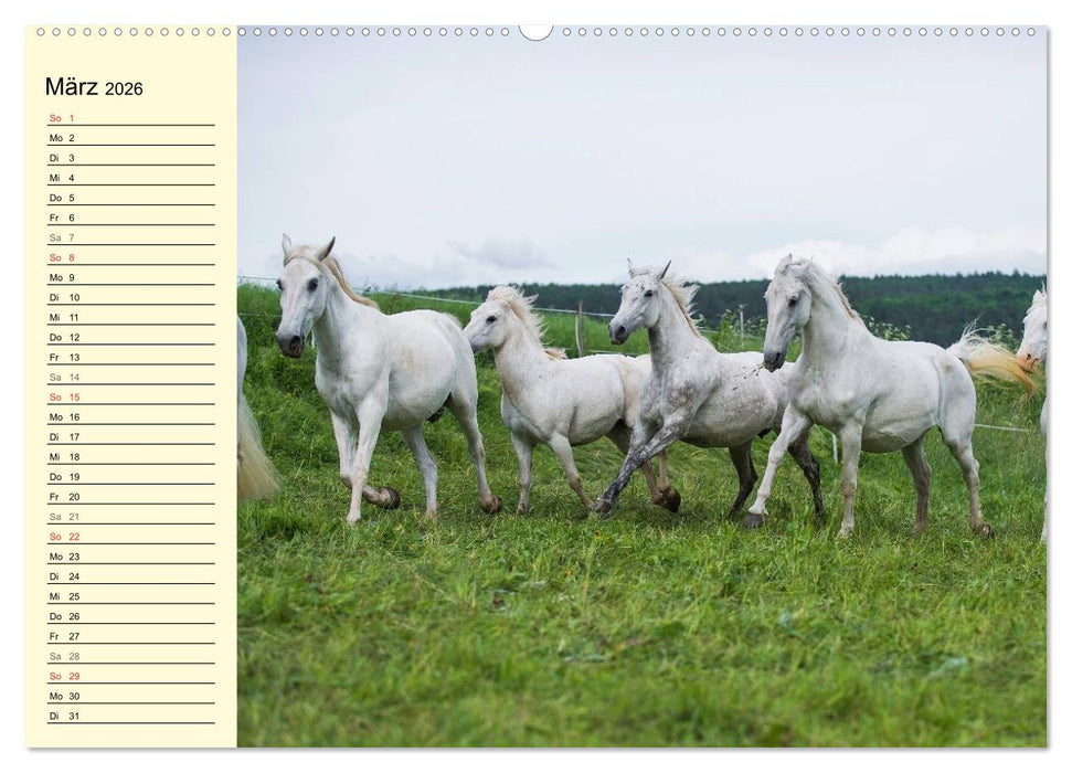 Traumpferd Lipizzaner (CALVENDO Premium Wandkalender 2026)