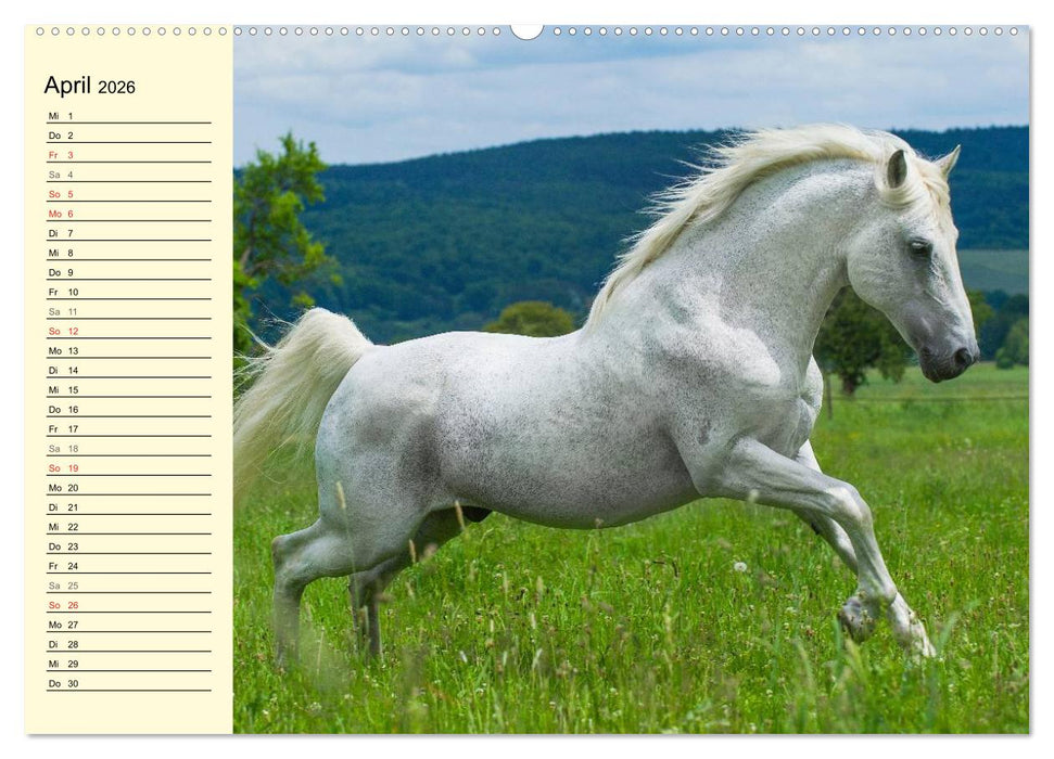 Traumpferd Lipizzaner (CALVENDO Premium Wandkalender 2026)