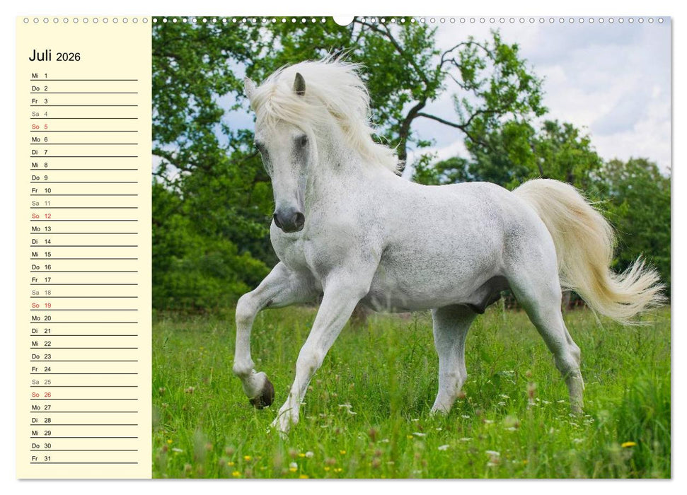 Traumpferd Lipizzaner (CALVENDO Premium Wandkalender 2026)