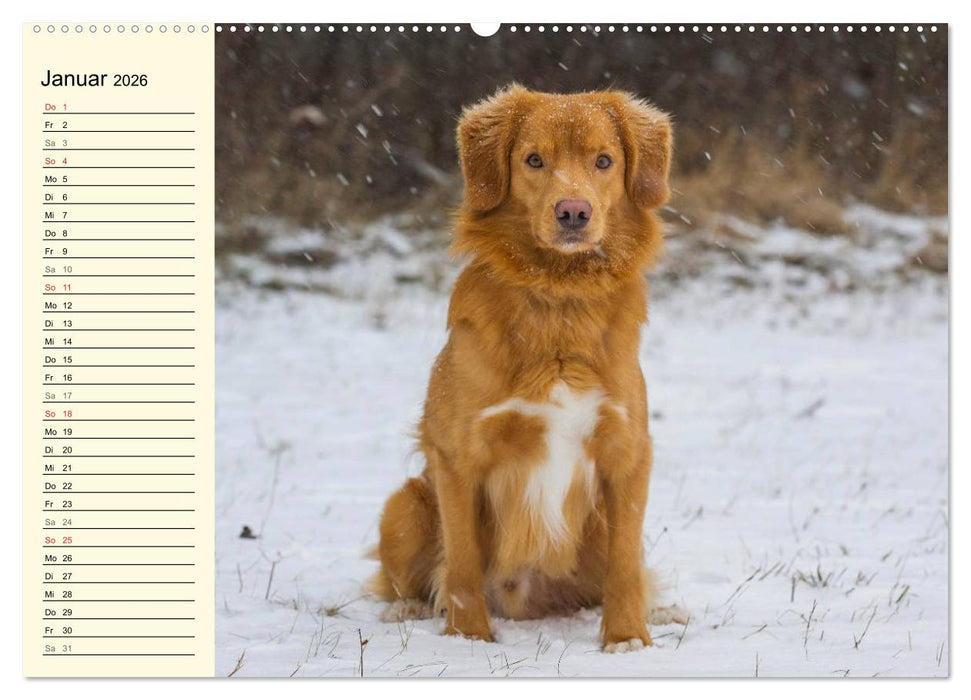 Toll, toll, Toller (CALVENDO Premium Wandkalender 2026)