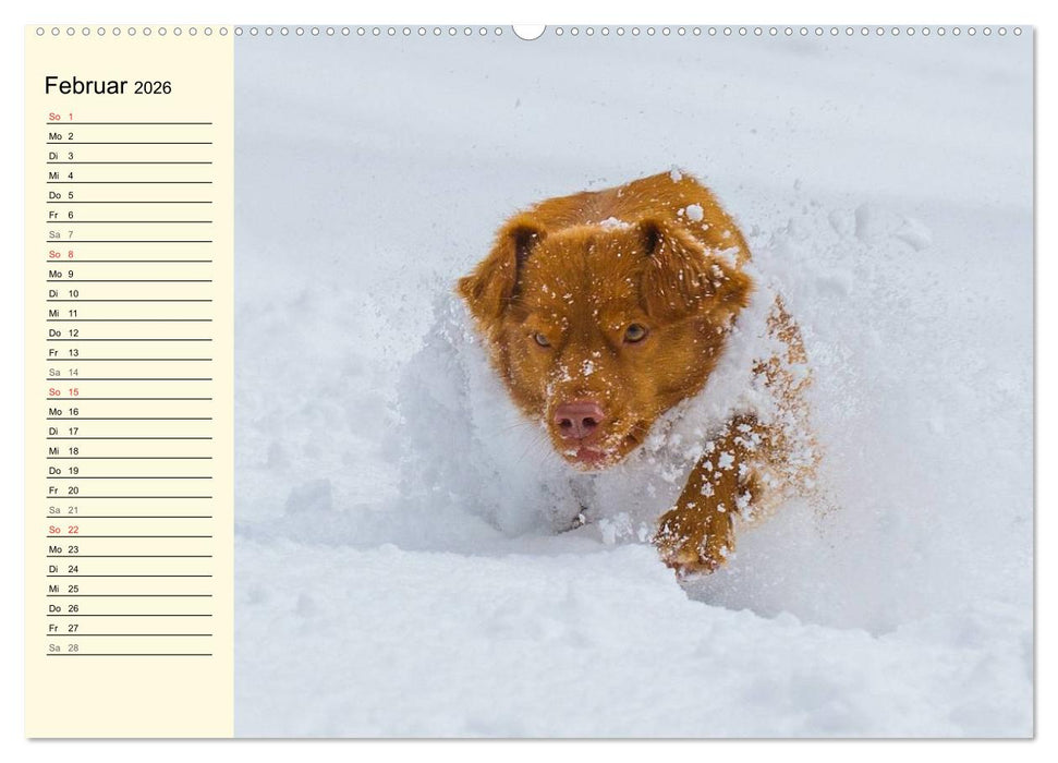 Toll, toll, Toller (CALVENDO Premium Wandkalender 2026)