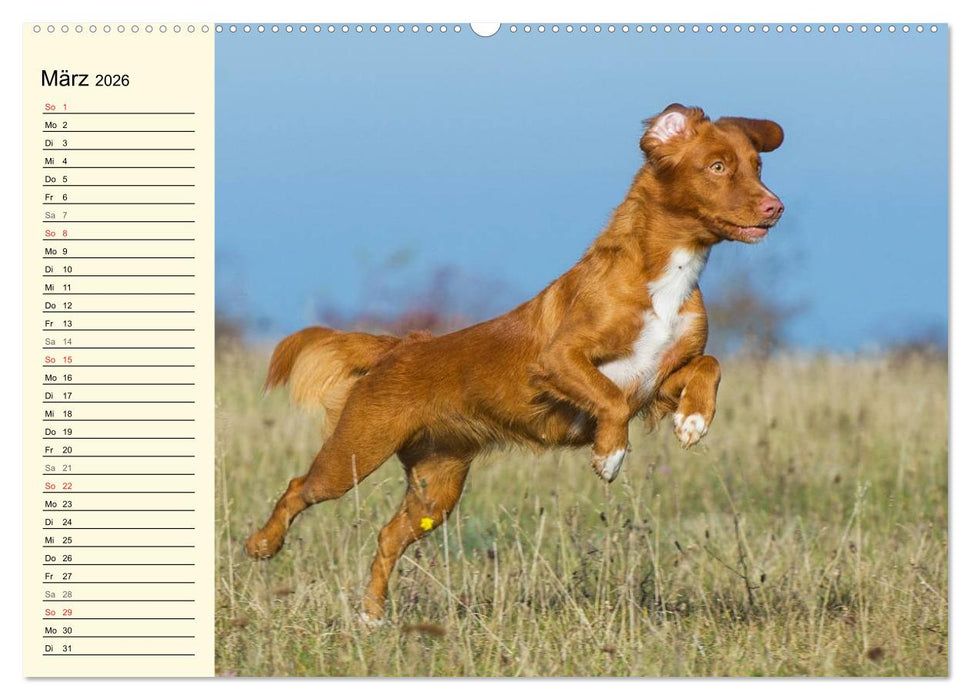 Toll, toll, Toller (CALVENDO Premium Wandkalender 2026)