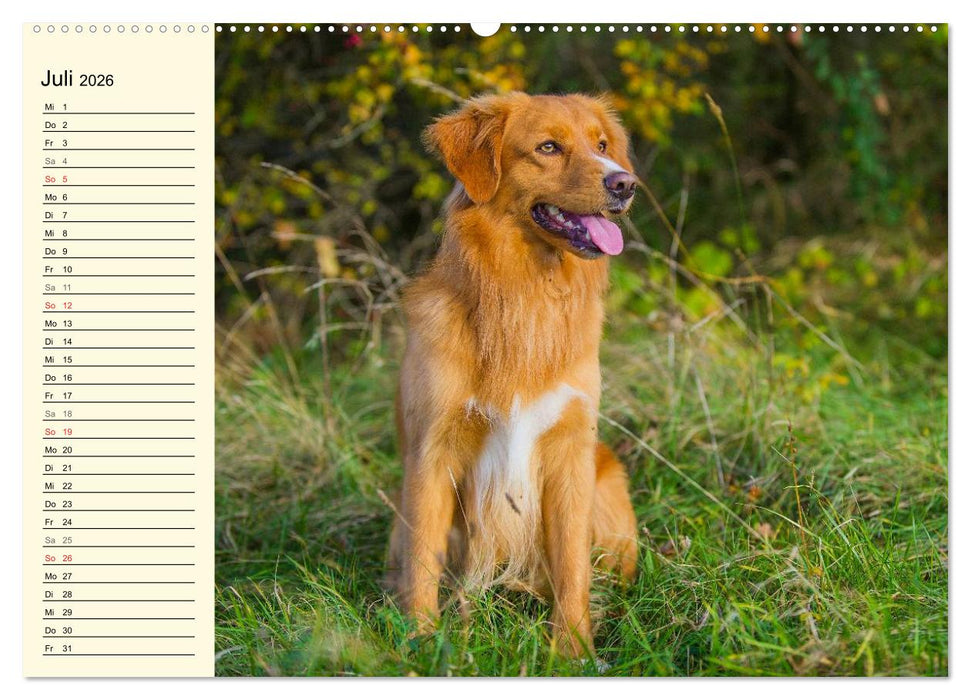 Toll, toll, Toller (CALVENDO Premium Wandkalender 2026)