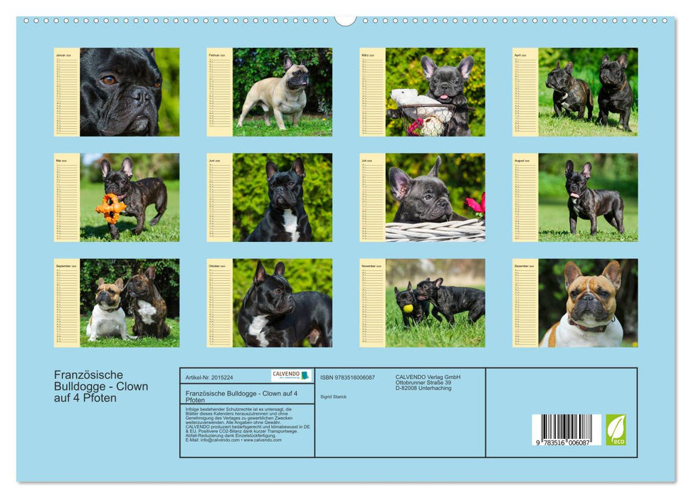 Französische Bulldogge - Clown auf 4 Pfoten (CALVENDO Premium Wandkalender 2026)