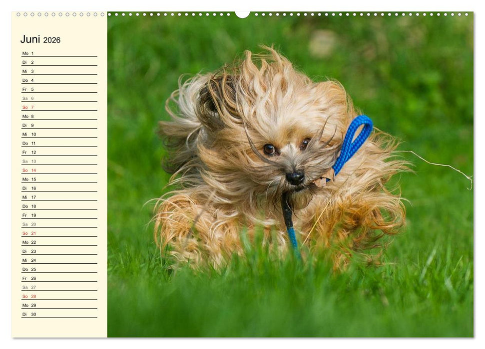Havaneser - Herz auf 4 Pfoten (CALVENDO Premium Wandkalender 2026)