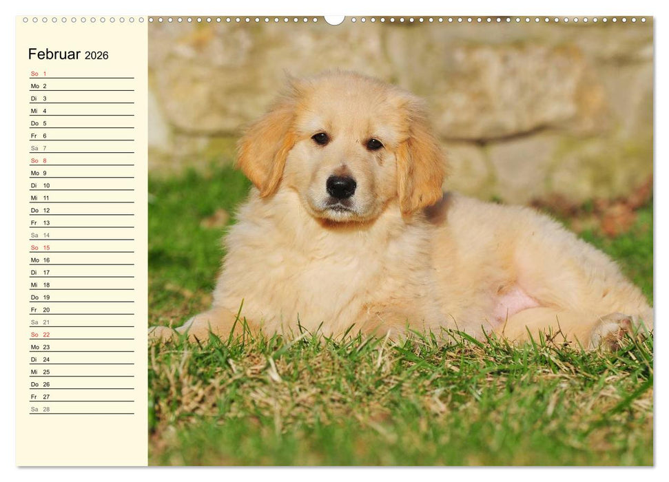 Mein bester Freund - Der Hovawart (CALVENDO Premium Wandkalender 2026)