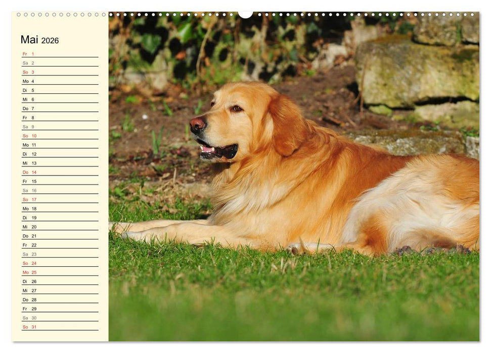 Mein bester Freund - Der Hovawart (CALVENDO Premium Wandkalender 2026)