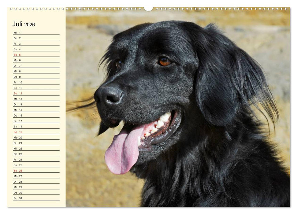 Mein bester Freund - Der Hovawart (CALVENDO Premium Wandkalender 2026)